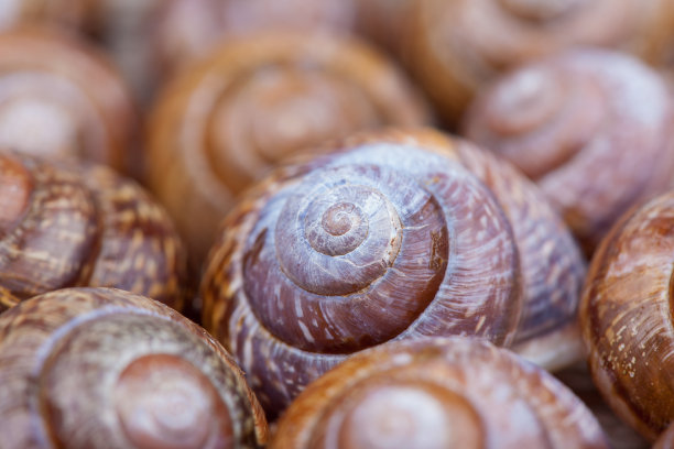 一串螺旋蜗牛壳。抽象的形状。选择聚焦的照片图片下载