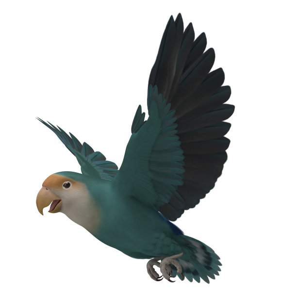 3D渲染Agapornis Roseicollis '桃色脸荷兰蓝色Lovebird'图片下载