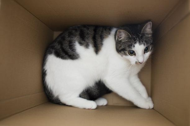 盒子里的猫图片下载