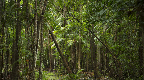 热带雨林图片下载