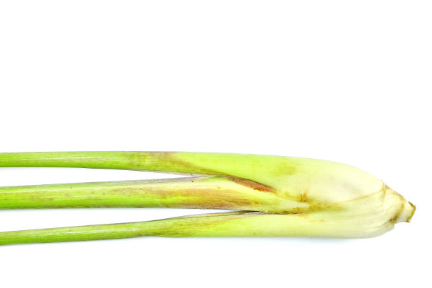 柠檬草图片下载