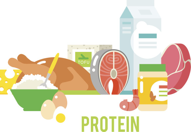 蛋白质食物矢量素材图片下载