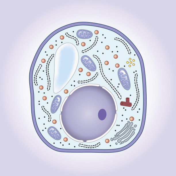 蘑菇细胞横截面结构生物学素材图片