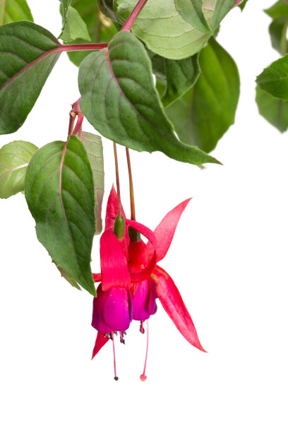 孤立在白色上的紫红色图片下载