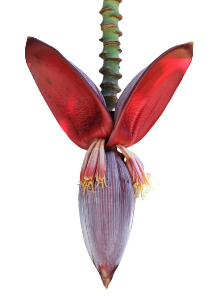 香蕉花图片下载