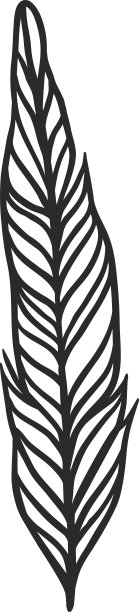 装饰黑色羽毛向量。素材图片