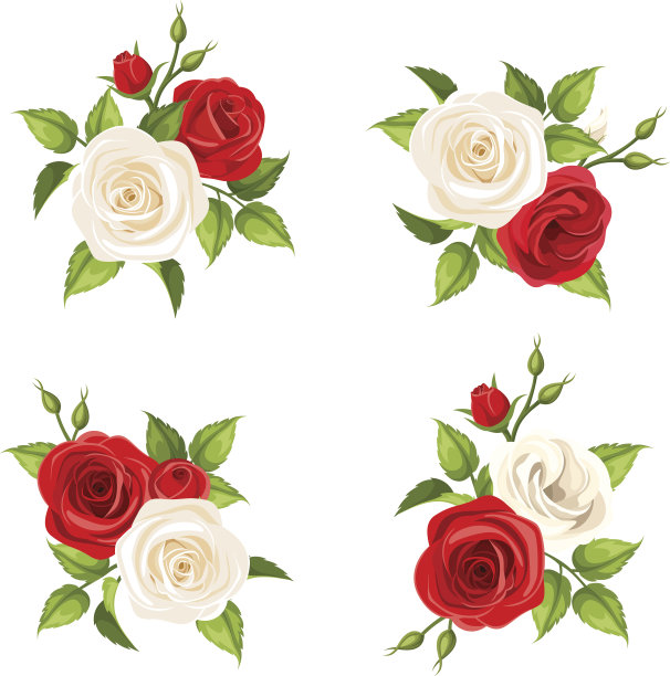 一束红色和白色的玫瑰。矢量集四个插图。图片下载