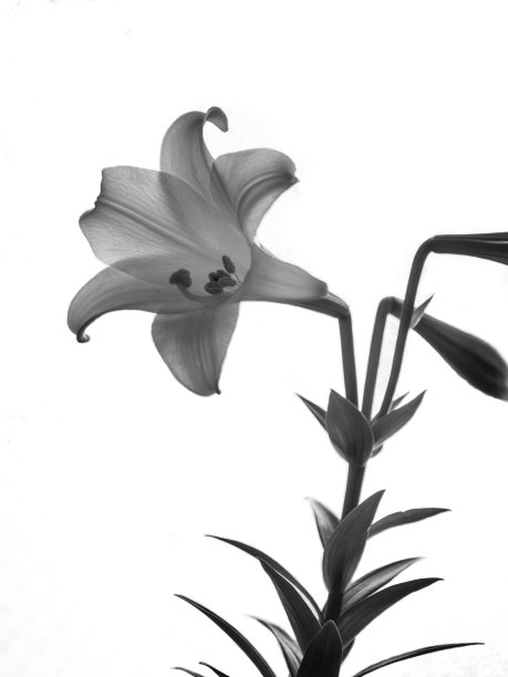 莉莉花图片下载