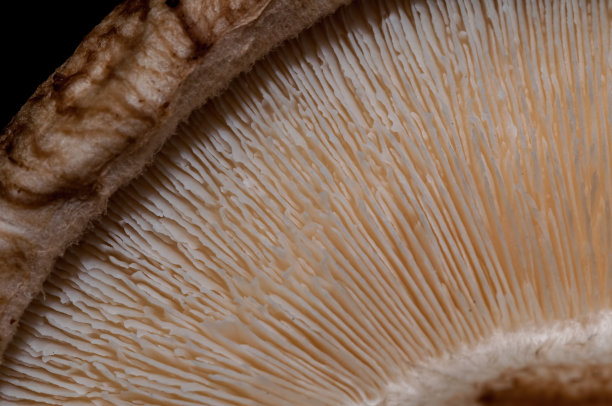 新鲜蘑菇-宏观视图图片下载