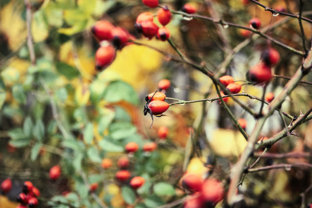 犬蔷薇果图片下载