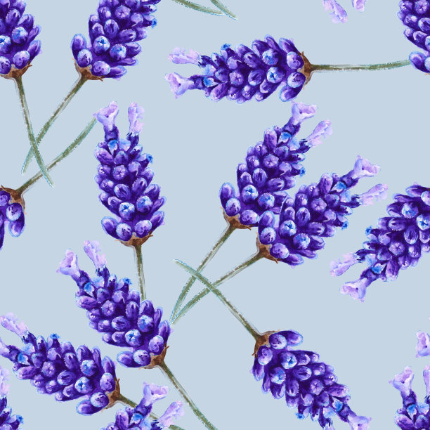 背景薰衣草花。无缝模式。水彩今市子图片下载