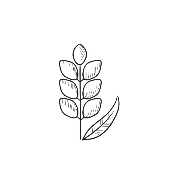小麦素描图标图片下载