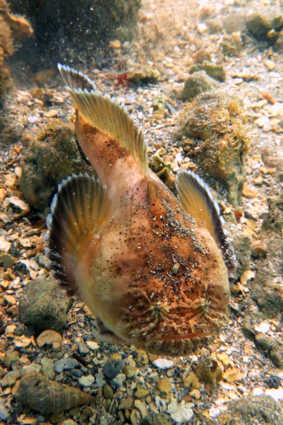 沙滩上的海龟特写镜头图片下载