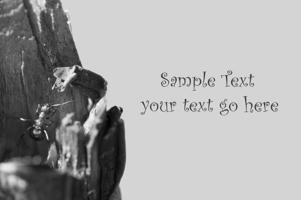 黑白模板与森林蚂蚁图片下载