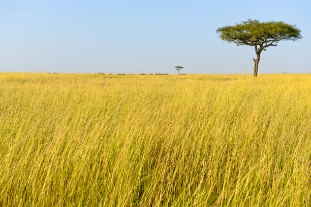 非洲大草原图片下载