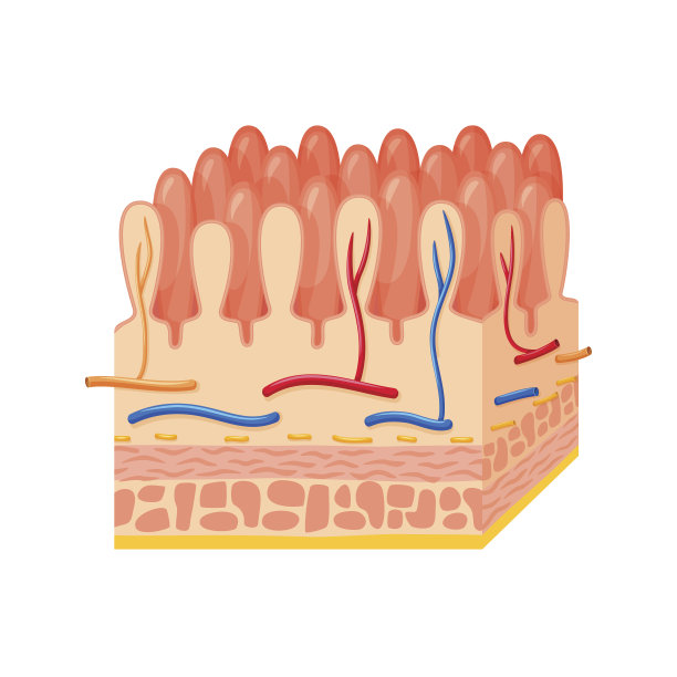肠壁解剖学图片下载