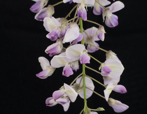 一个紫藤树枝的特写图片下载