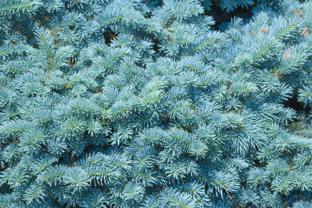 自然背景枝蓝云杉图片下载