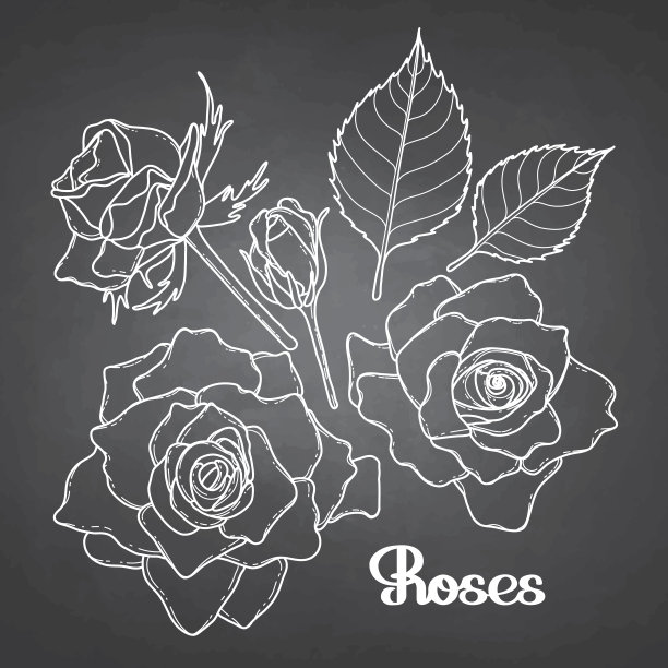 图形玫瑰集合素材图片