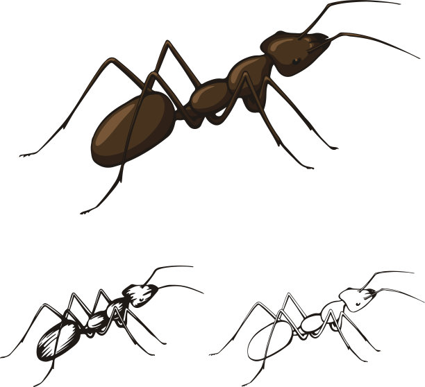 白色背景上的一组蚂蚁的插图图片下载