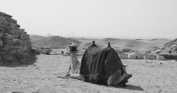 埃及的骆驼图片下载