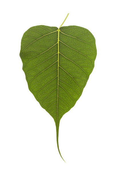 绿色的树叶图片下载