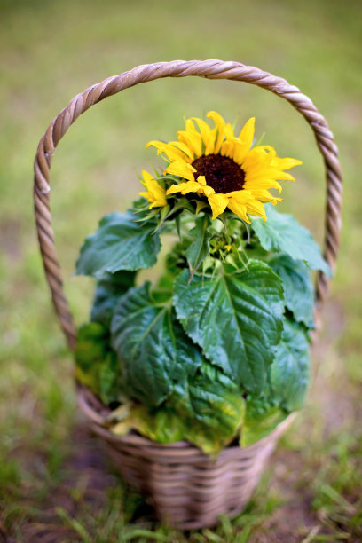 美丽的向日葵在花园里的篮子里图片下载