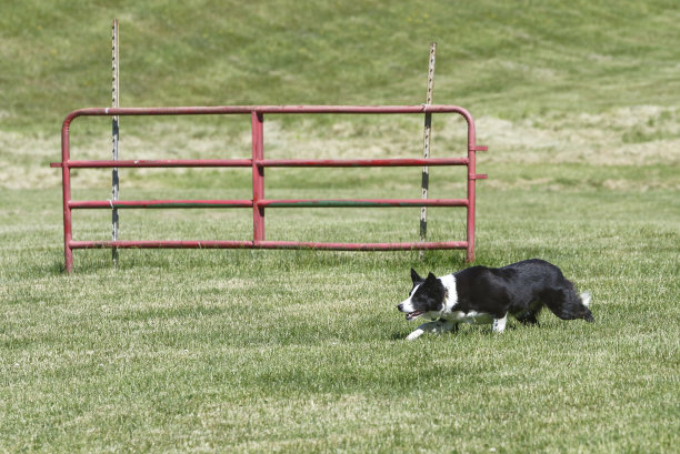 工作犬图片下载