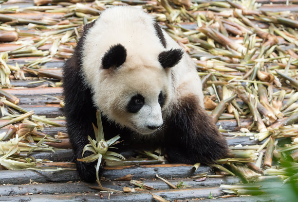 大熊猫吃竹子素材图片