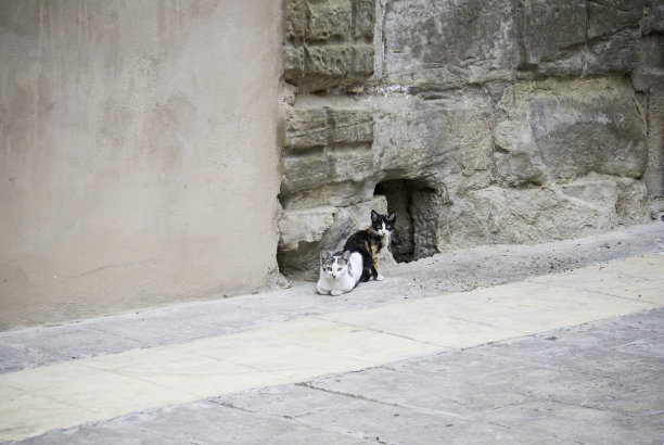 老街的猫图片下载