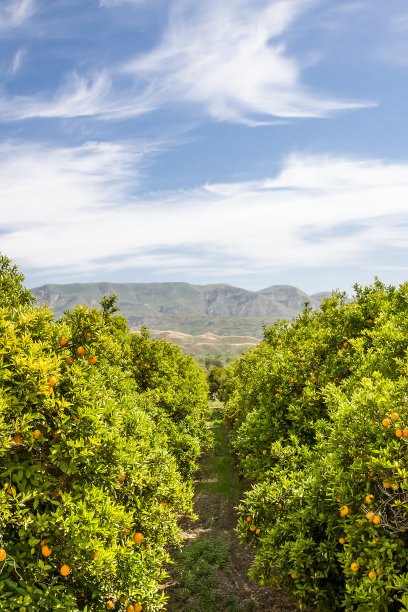 加州橙树林图片下载