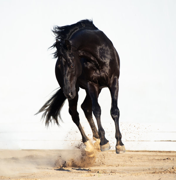 扮演黑色trakehner种马图片下载