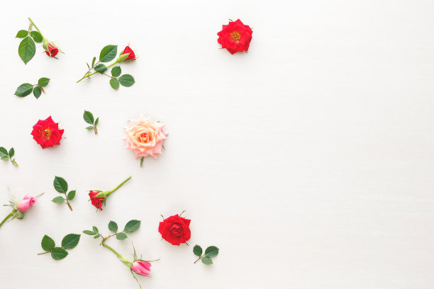 玫瑰花瓣照片素材ID：165554494