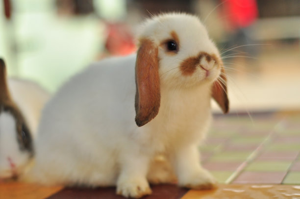 可爱的兔子图片素材ID：165560854