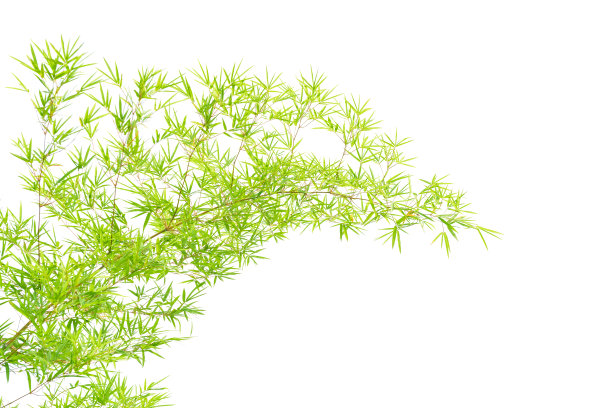 竹叶在白色的背景上图片下载