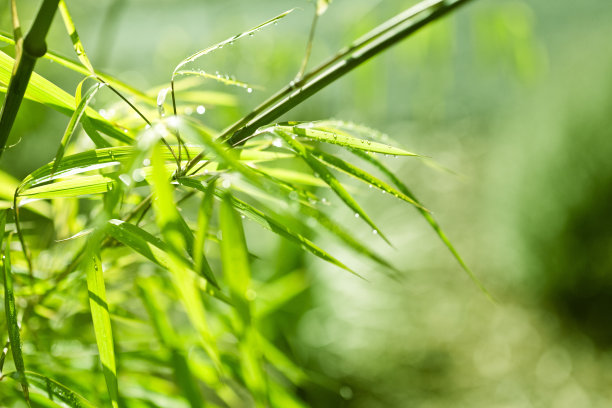 绿竹丛林的自然背景素材图片