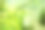 绿竹丛林的自然背景素材图片