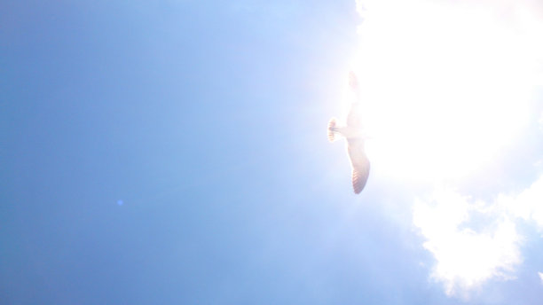 小鸟在晴朗的天空图片下载