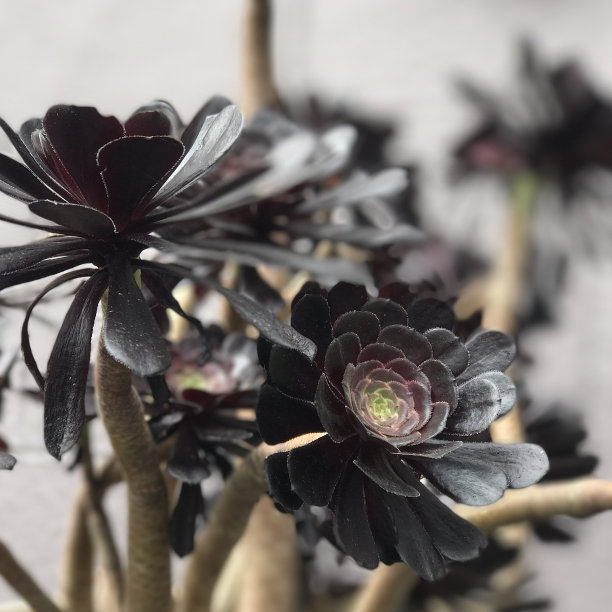 黑色的花图片下载