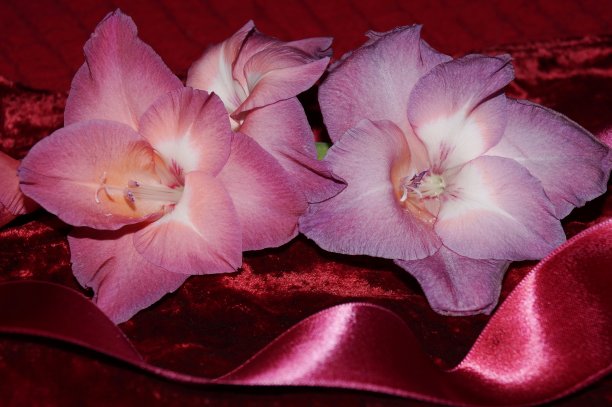 粉红色剑兰和丝绸光泽图片下载