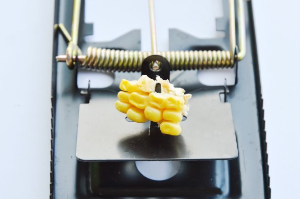 用玉米种子制成的黑铁捕鼠器诱饵图片下载