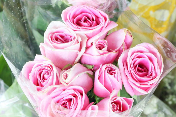 粉色玫瑰散景图片下载