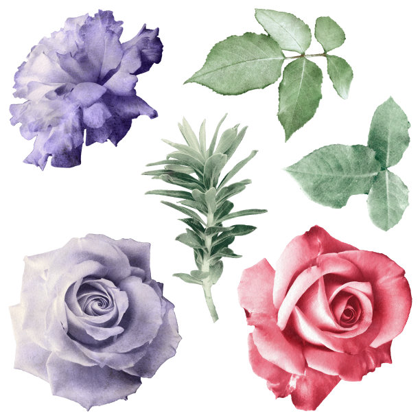 手绘水彩一套花，孤立在白色的背景素材图片