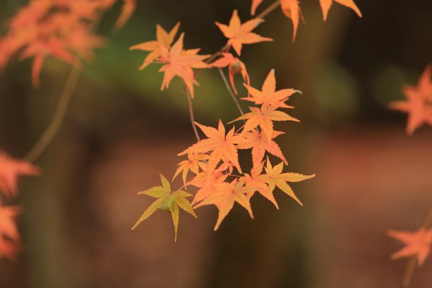 日本枫树。图片下载