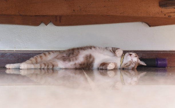 这只咸猫要睡觉了图片下载