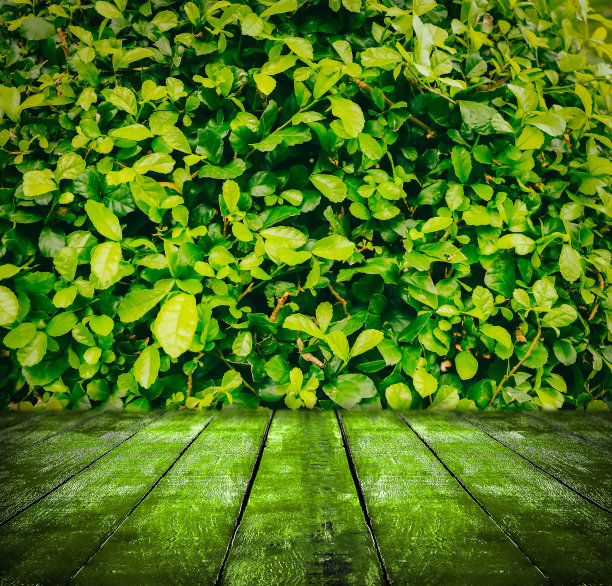 自然的垃圾木图片下载