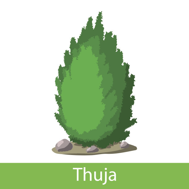 金钟柏卡通图标图片下载