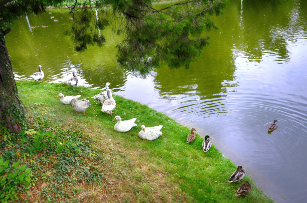 河里有一群鹅图片下载