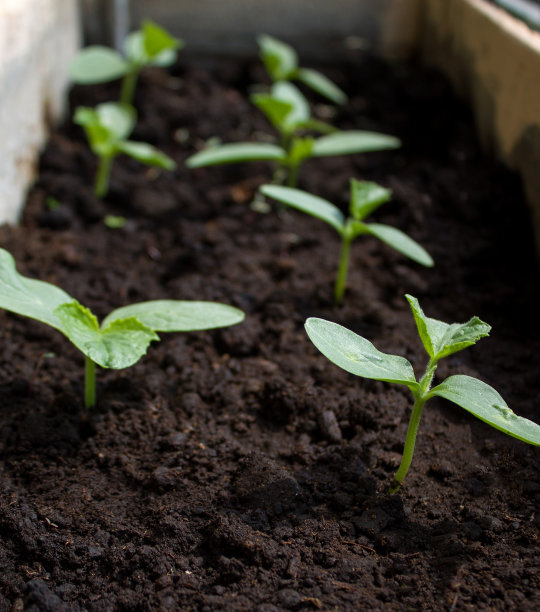 豆芽,黄瓜图片下载