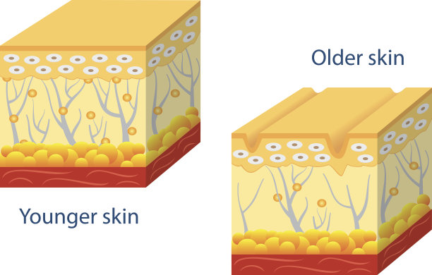 年轻肌肤和老化肌肤。图片下载
